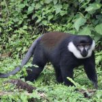 LHoest Monkey