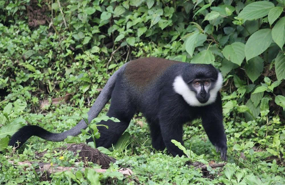 LHoest Monkey