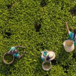Rwanda Tea Tour at Pfunda