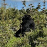 Rwanda Gorilla Trip
