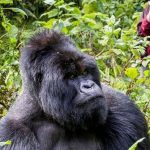 Gorilla Safari
