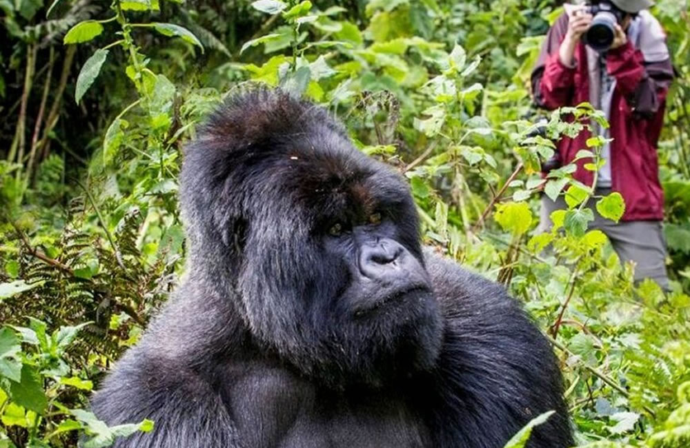 Gorilla Safari