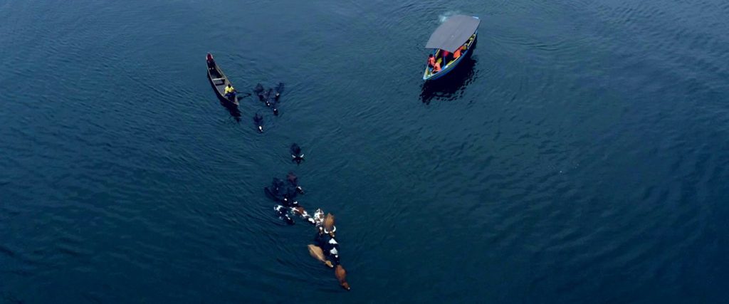 Swimming Cows Experience Karongi